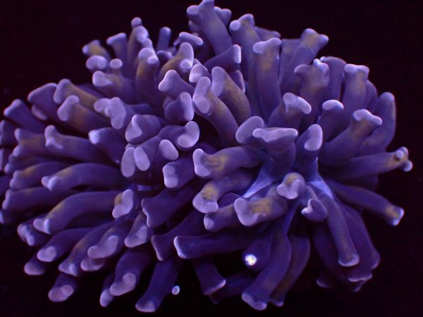 【美ら海】★激美2ヘッド★ ナガレハナサンゴ ダークパープル＆ゴールド『Purple＆Gold Hummer 』【coral】【サンゴ】【アクアリウム】の画像3