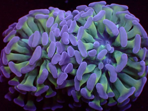 【美ら海】★★激美★★ ナガレハナサンゴ 『Purple Hummer 』【coral】【サンゴ】【アクアリウム】の画像1