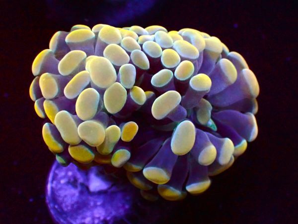 【美ら海】ナガレハナサンゴ ゴールド『 Gold Hummer』【coral】【サンゴ】【フラワーコーラル】の画像2