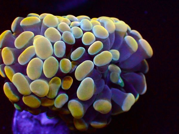 【美ら海】ナガレハナサンゴ ゴールド『 Gold Hummer』【coral】【サンゴ】【フラワーコーラル】の画像3