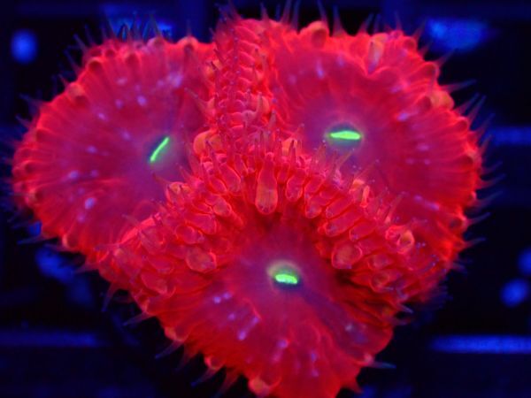 【美ら海】★激発色★ オオタバサンゴ 『Red Blastomussa』 【coral】【サンゴ】【coral】の画像2