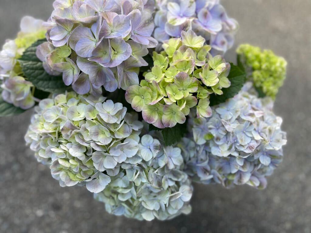 Yahoo!オークション - 紫陽花鉢 超希少 夕霧 美しいグラデーション 5寸 Yahoo!オークション - 紫陽花鉢 超希少 夕霧 美しいグラデーション 5寸