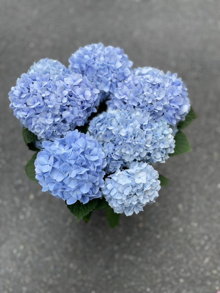 紫陽花鉢　四季咲き　霧島の恵　5寸　ブルー_画像2