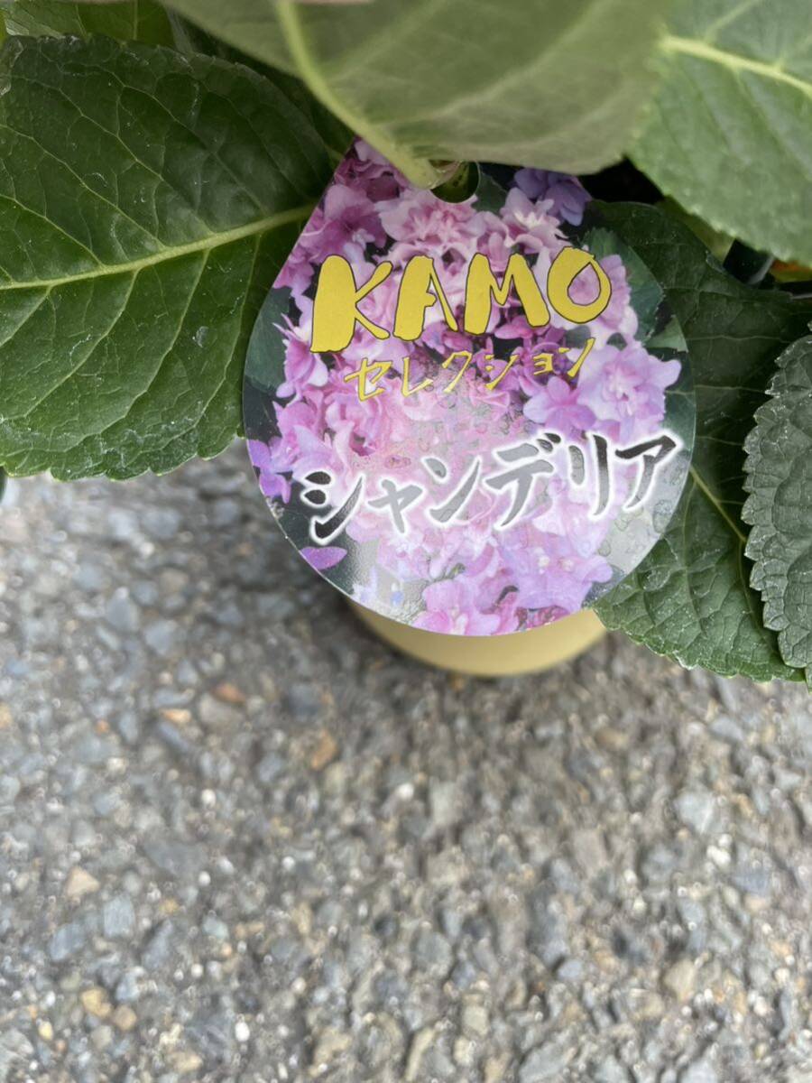 紫陽花鉢 加茂セレクション シャンデリア 5寸 ラスト1鉢 特価！の画像3