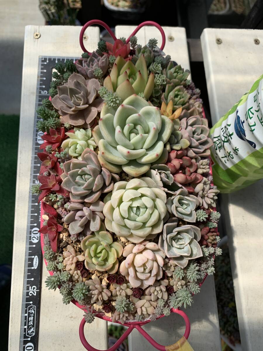 多肉植物カゴ寄せ植え D_画像3