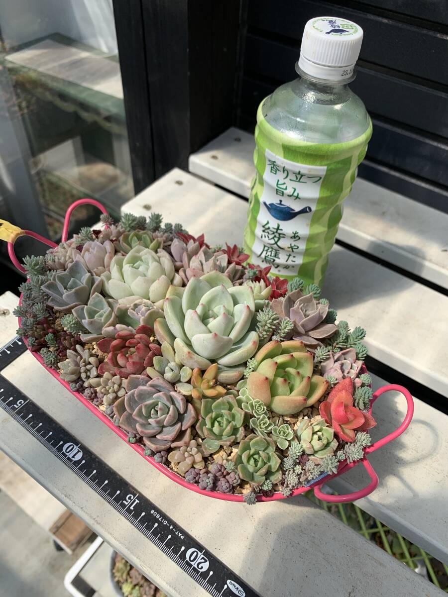 多肉植物カゴ寄せ植え D_画像5