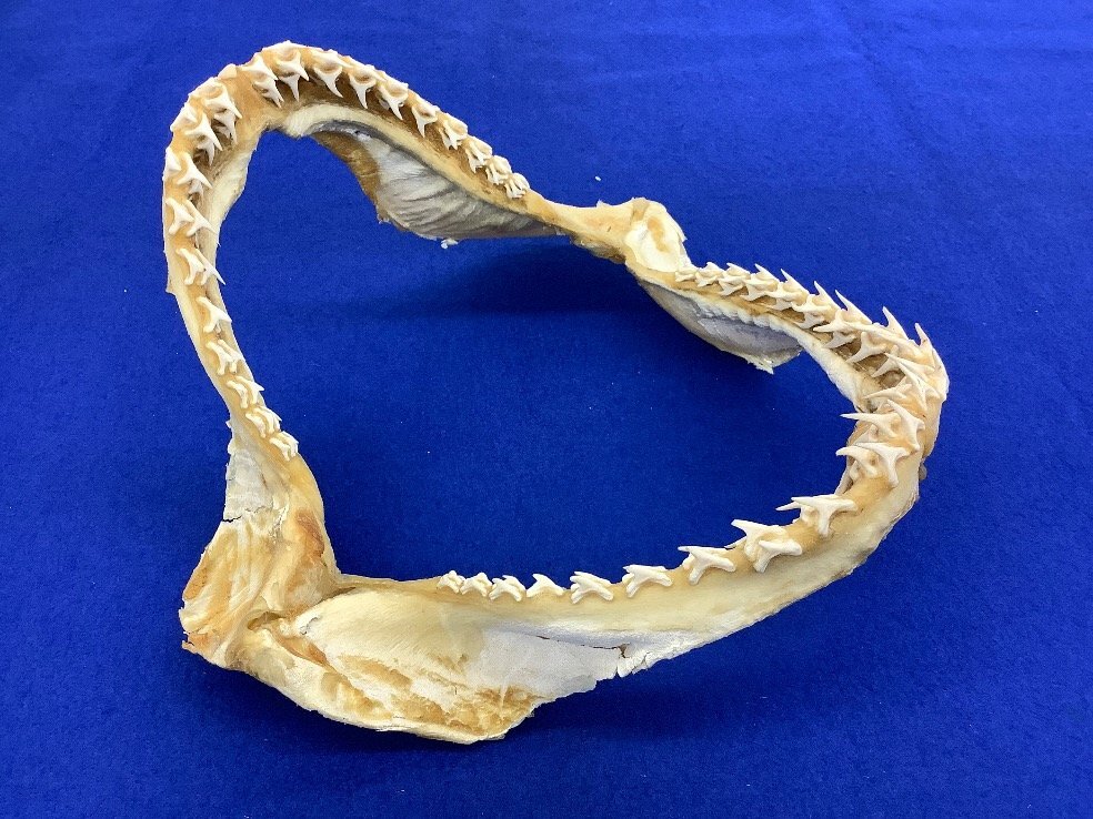 鮫/顎/鮫の顎/顎骨標本/シャーク/剥製/コレクション 中古品 ACBの画像1