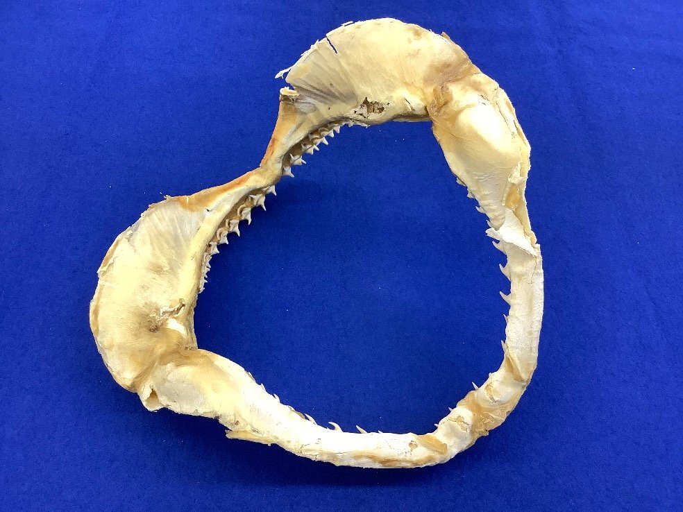 鮫/顎/鮫の顎/顎骨標本/シャーク/剥製/コレクション 中古品 ACBの画像4