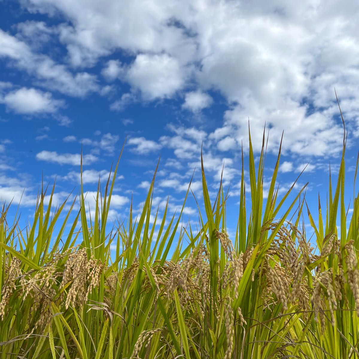 令和5年産伊賀米特Aコシヒカリ100%精米1.5キロ(農家直送)減農薬栽培