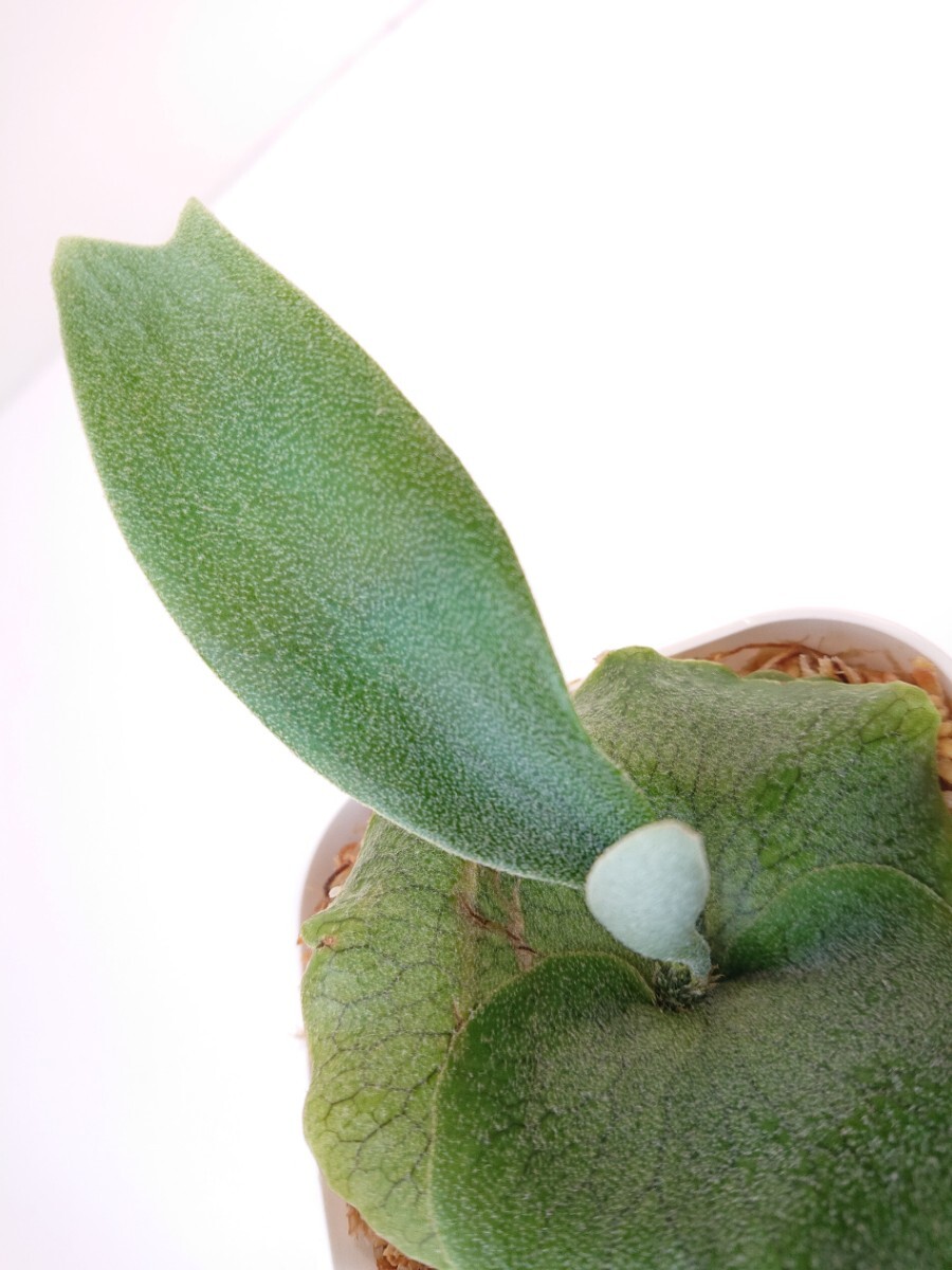 P. Celso sporeling 胞子培養株 Platycerium セルソ タツタ ビカクシダ コウモリラン 観葉植物 の画像5