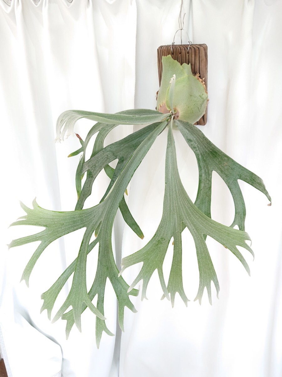 P.bif sp White 'E-1' oc 現品 Platycerium ビカクシダ コウモリラン 観葉植物 ビフルカツム 白ビの画像1