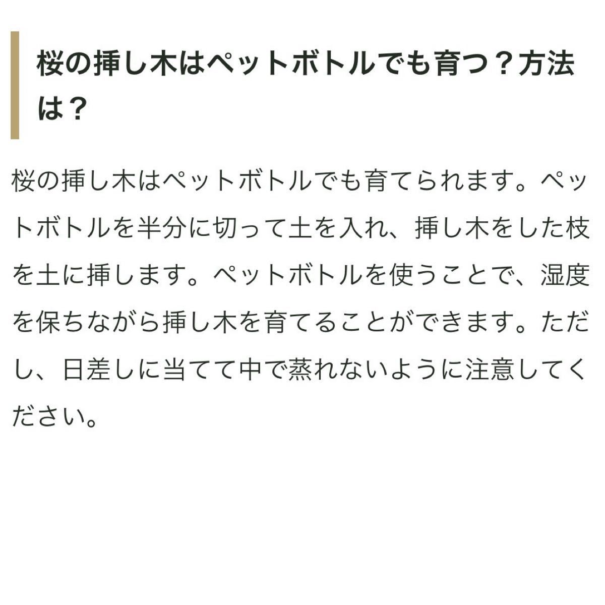 桜　さくら　染井吉野　さし穂20本！挿木に適した開花前後の今が適期　新芽の付いた枝→メネデール＋ルートン（発根促進剤）→保湿し発送