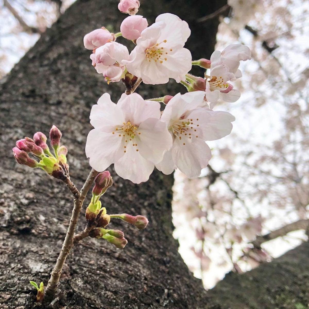 桜　さくら　染井吉野　さし穂20本！挿木に適した開花前後の今が適期　新芽の付いた枝→メネデール＋ルートン（発根促進剤）→保湿し発送