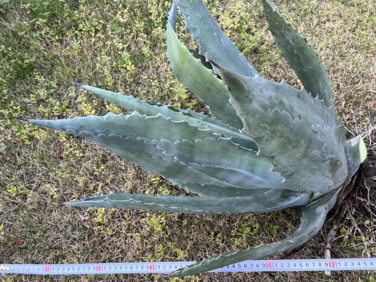 【農園直送】超特大サイズ 希少 AGAVE アガベ アメリカーナ Agave americana シルバーブルー 送料無料 全写真現品 の画像3