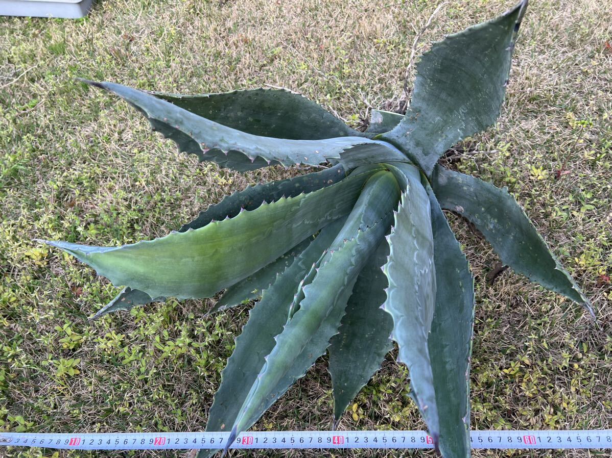 【農園直送】超特大サイズ 希少 AGAVE アガベ アメリカーナ Agave americana シルバーブルー 送料無料 全写真現品 の画像4