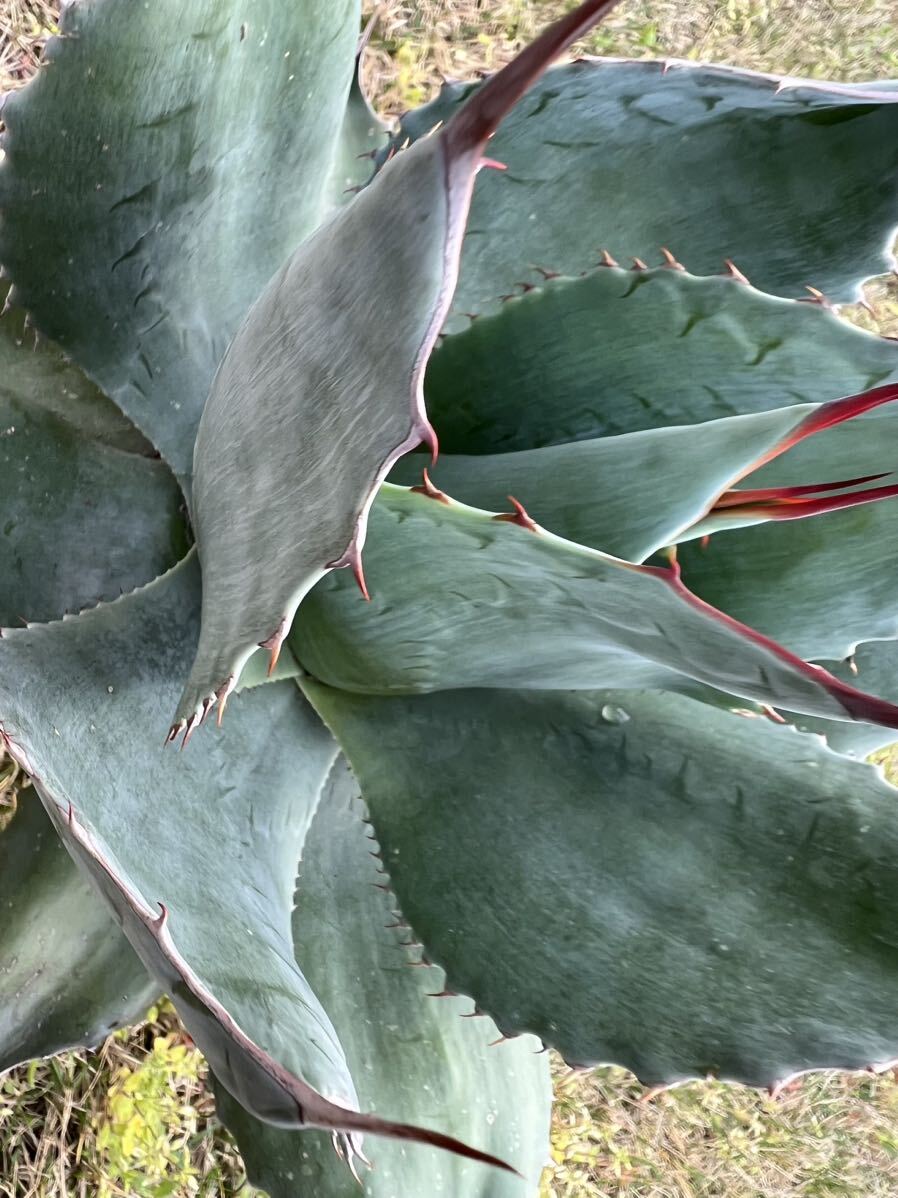 【農園直送】特大サイズ AGAVE アガベ オバティフォリア agave ovatifolia 特選優良強棘株 シルバーリーフ 送料無料 全写真現品 の画像3