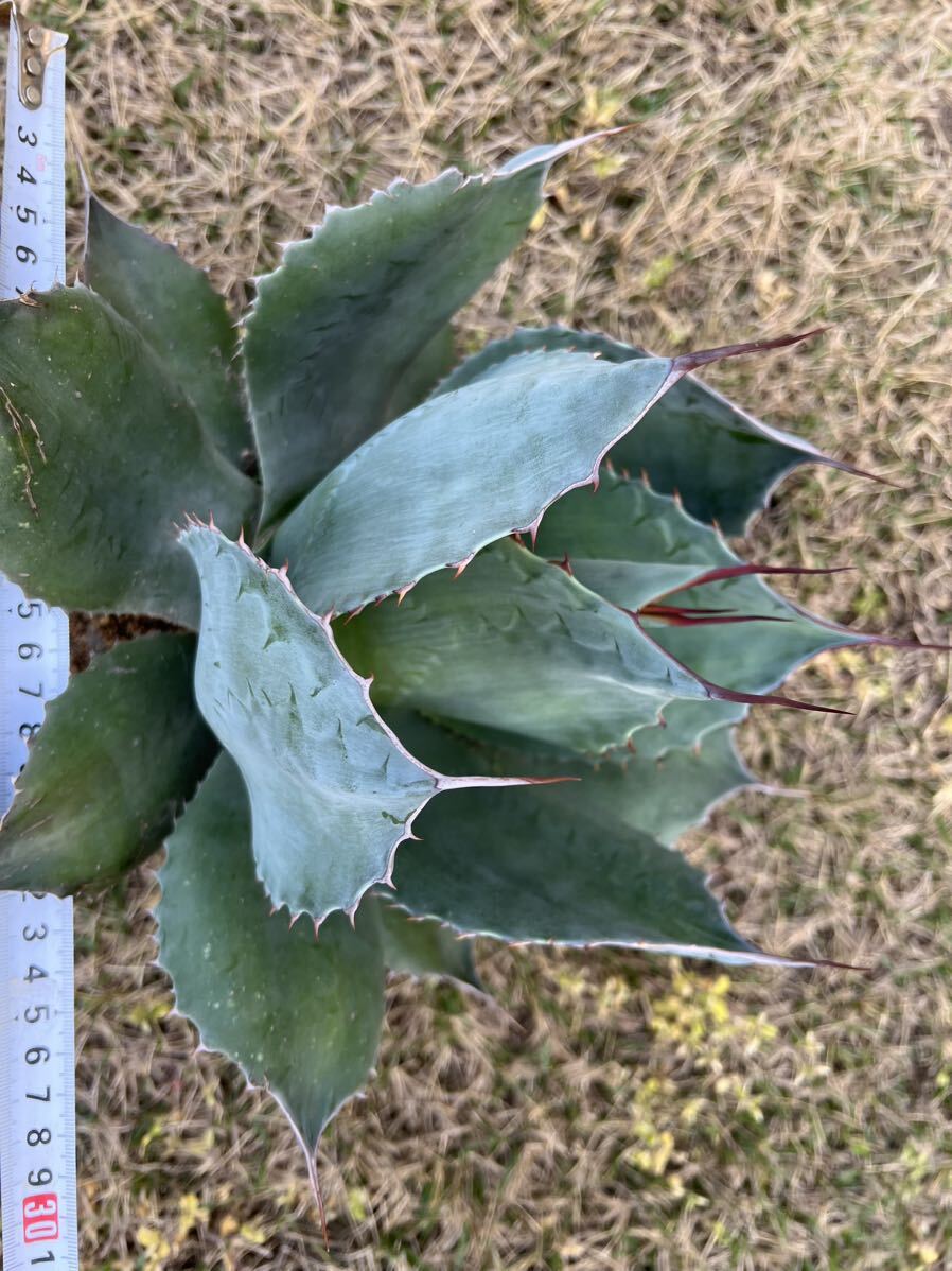 【農園直送】特大サイズ AGAVE アガベ オバティフォリア agave ovatifolia 特選優良強棘株 シルバーリーフ 送料無料 全写真現品 の画像4