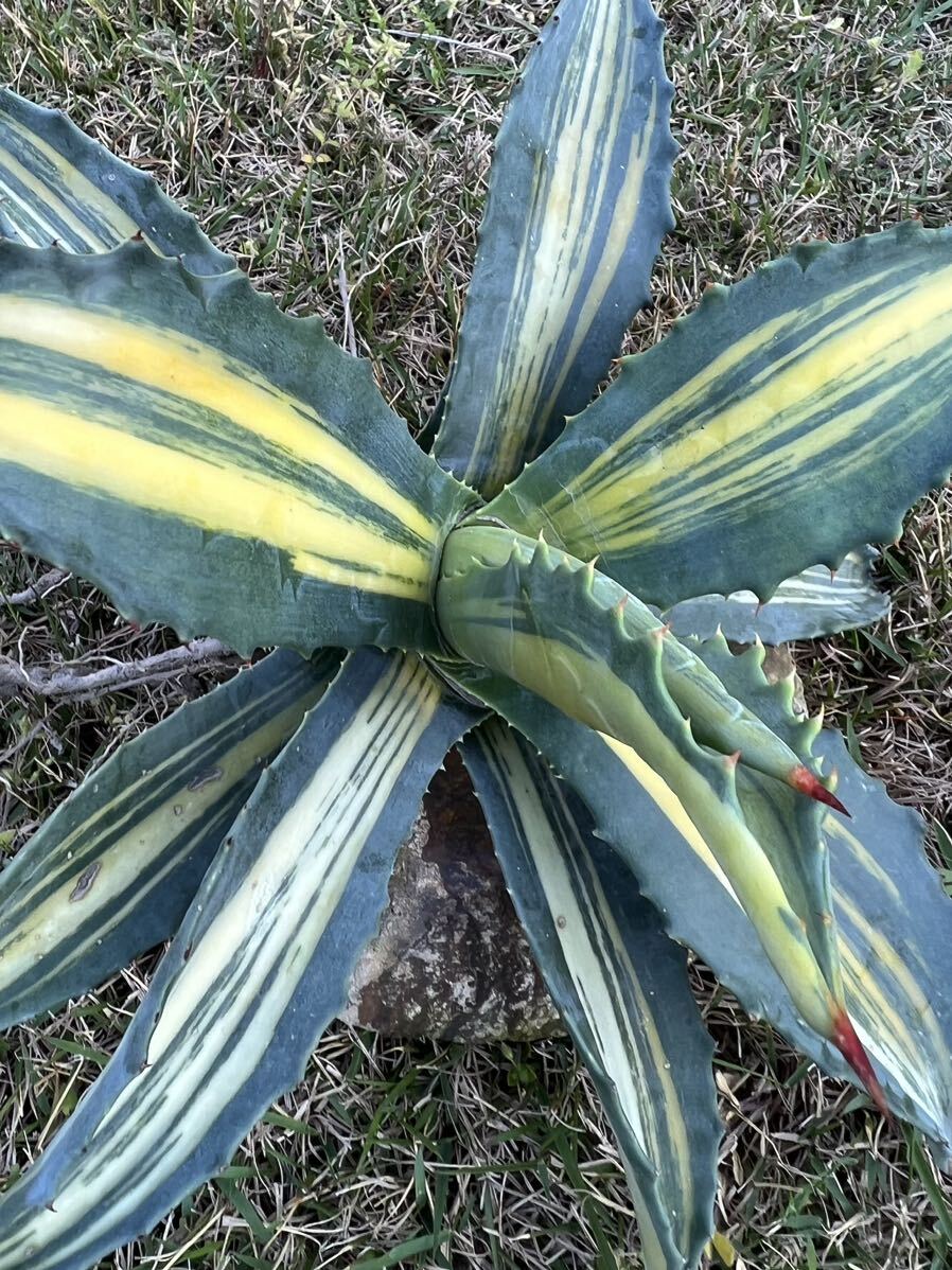 [ agriculture . direct delivery ] extra-large size rare AGAVE agave America -na... entering rare . finest quality .Agave americana cv. striata free shipping 