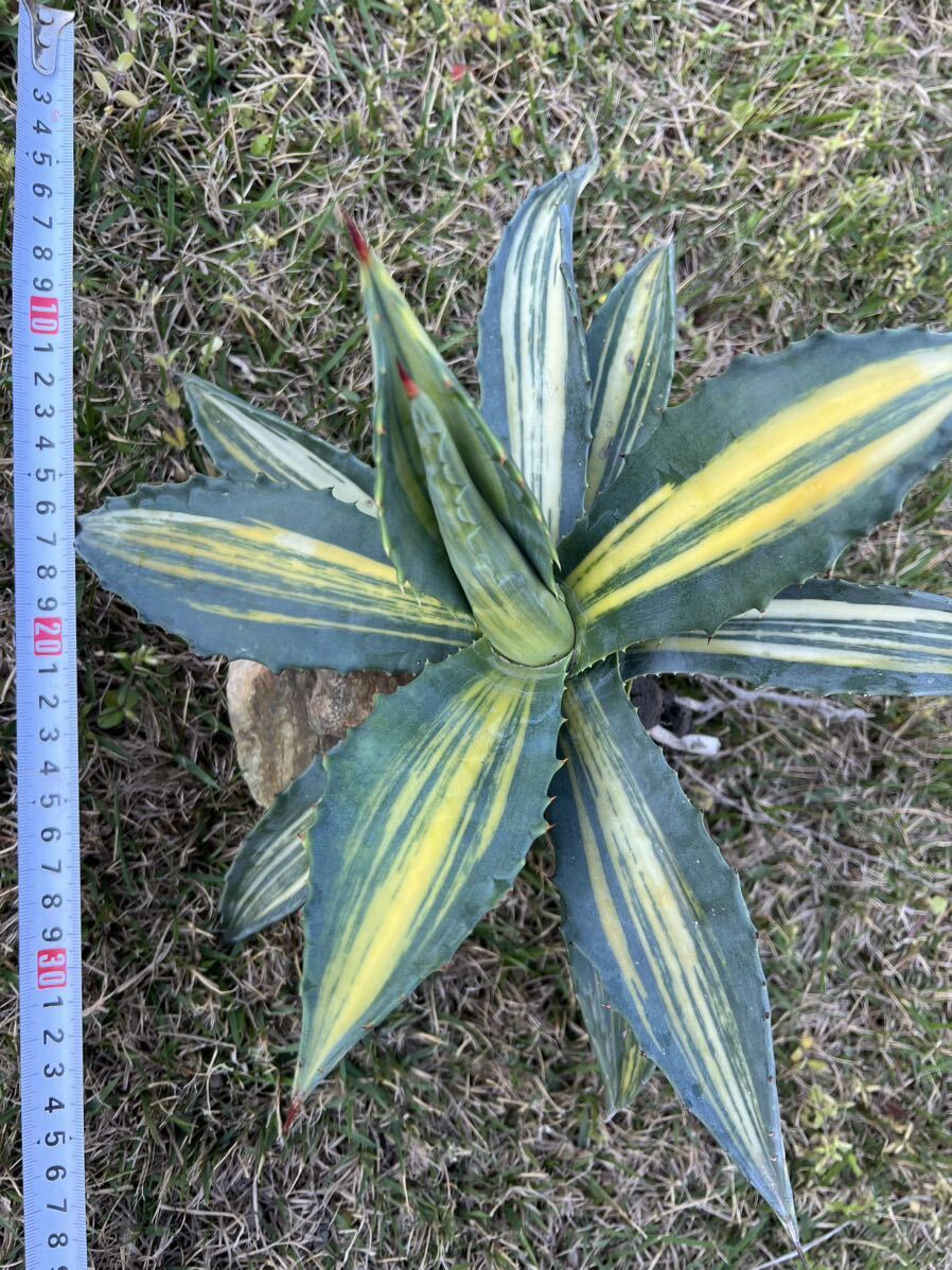 【農園直送】特大サイズ 希少 AGAVE アガベ アメリカーナ 縞斑 斑入り レア斑 極上斑 Agave americana cv. striata 送料無料 の画像4