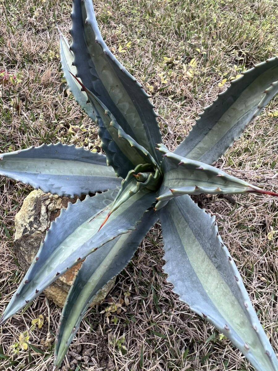 【農園直送】大サイズ　AGAVE アガベ　アメリカーナ　エクスパンサ　メディオピクタ　americana v. expansa mediopicta 斑入り　全写真現品_画像5