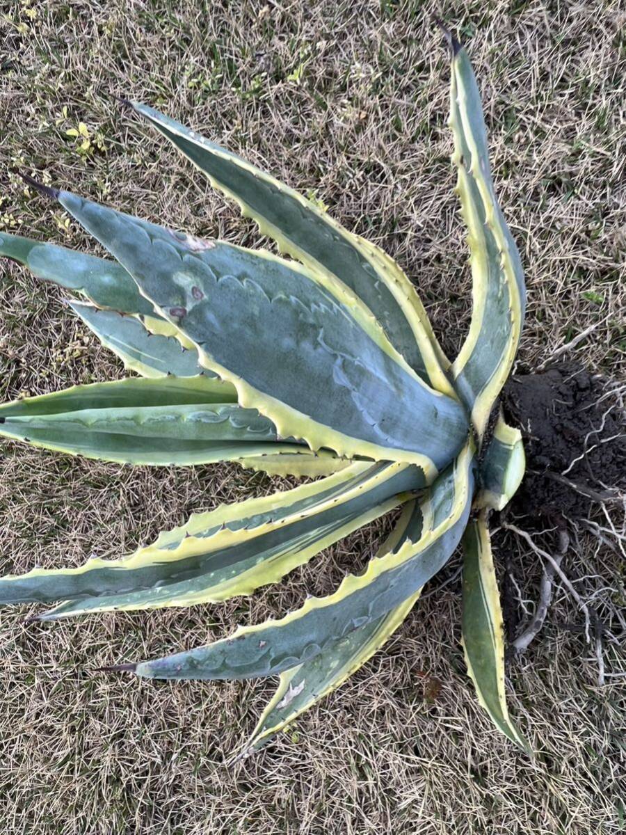 【農園直送】特大サイズ AGAVE アガベ アメリカーナ錦 アメリカーナ 斑入り 極上斑 Americana var.marginate 送料無料 全写真現品の画像6