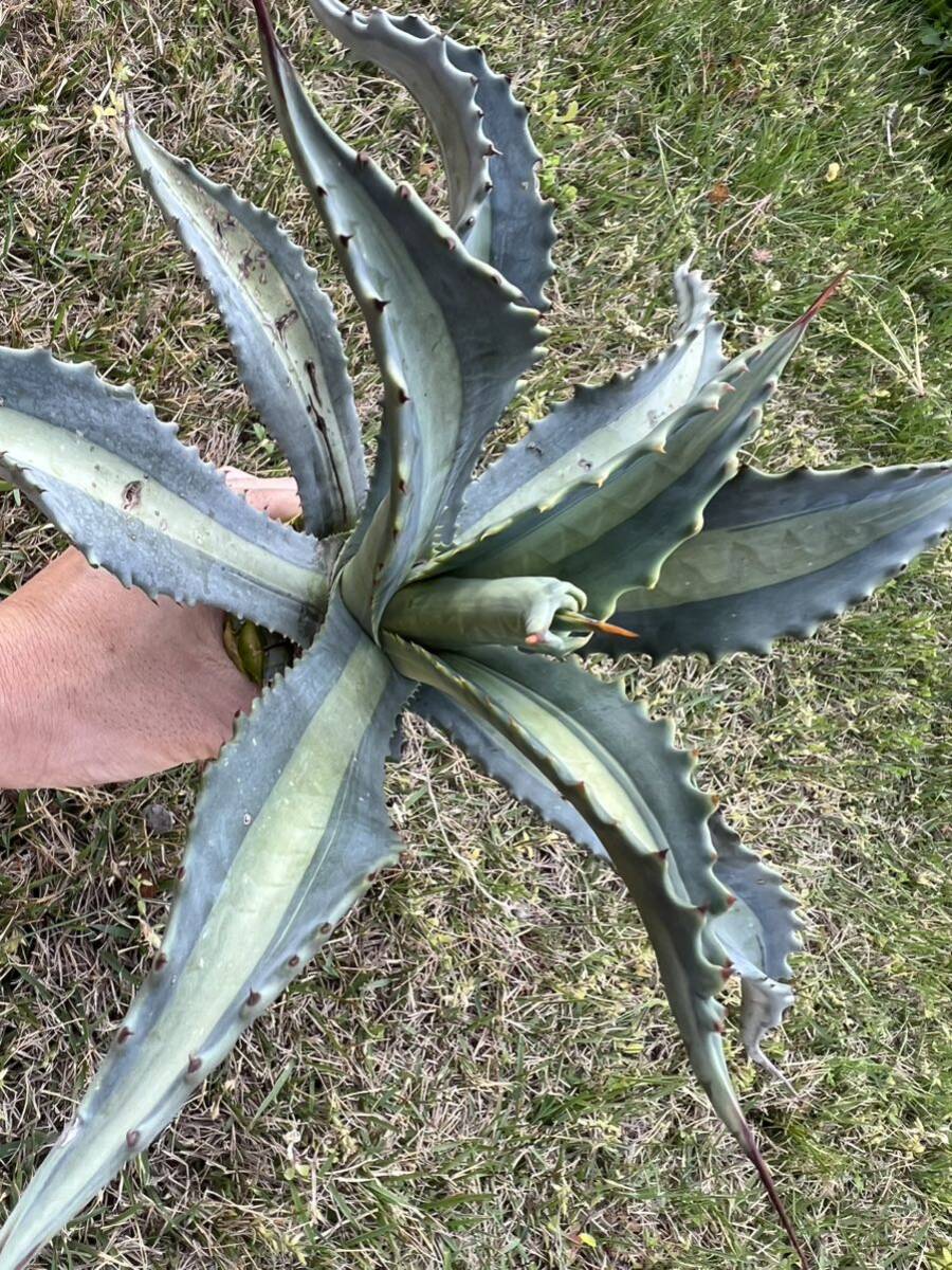 【農園直送】大サイズ AGAVE アガベ アメリカーナ エクスパンサ メディオピクタ americana v. expansa mediopicta 斑入り 全写真現品の画像9