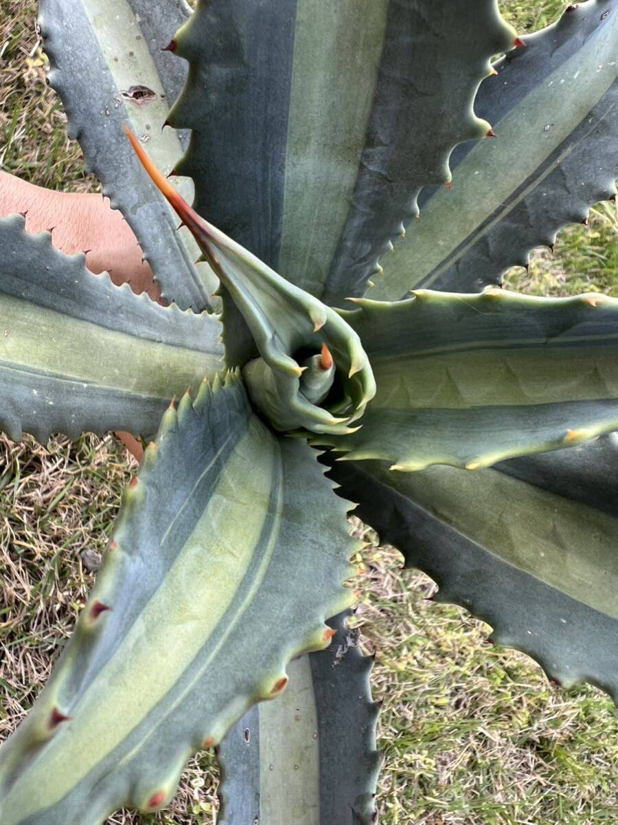 【農園直送】大サイズ AGAVE アガベ アメリカーナ エクスパンサ メディオピクタ americana v. expansa mediopicta 斑入り 全写真現品の画像3