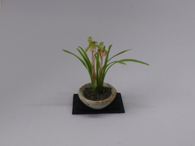 maco's miniature flower♪春蘭の鉢植え♪の画像8