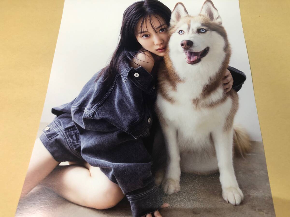 迅速対応 山下美月 2nd写真集 ヒロイン 犬 ポストカード 同封可能_画像1