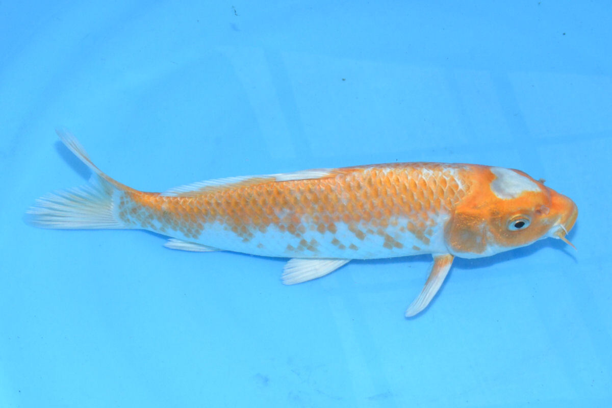 * special selection colored carp *[ Matsuo . fish place ] 775 reverse Heart .. orange yellow gold 24cm 2022 year two -years old .. sick experience settled production person direct delivery 