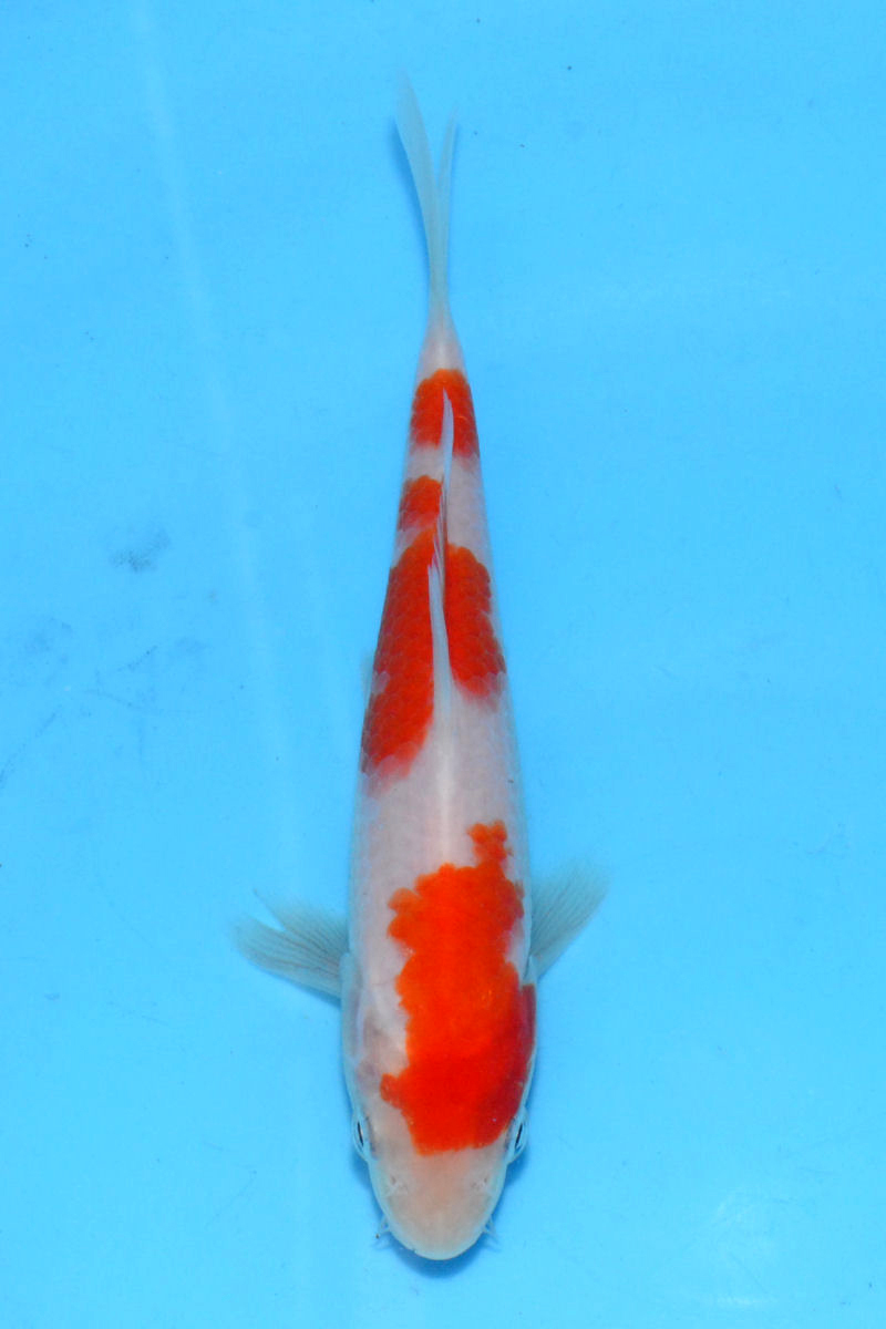 ☆特選錦鯉☆【松尾養魚場】 765 紅白 14cm 2023年当才 眠り病経験済 生産者直送の画像1