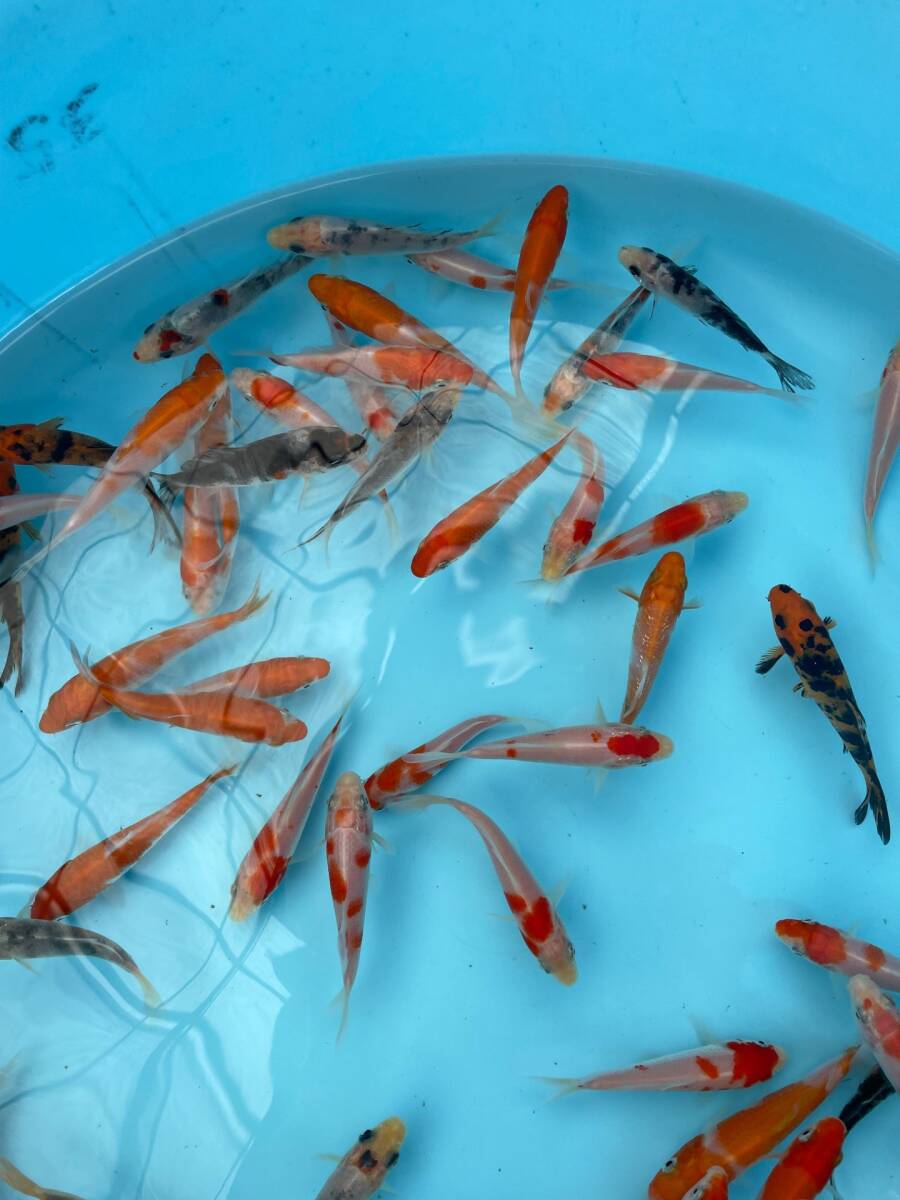 10☆錦鯉稚魚☆鯉仔 10cm 前後 70匹【松尾養魚場】生産者直送の画像4