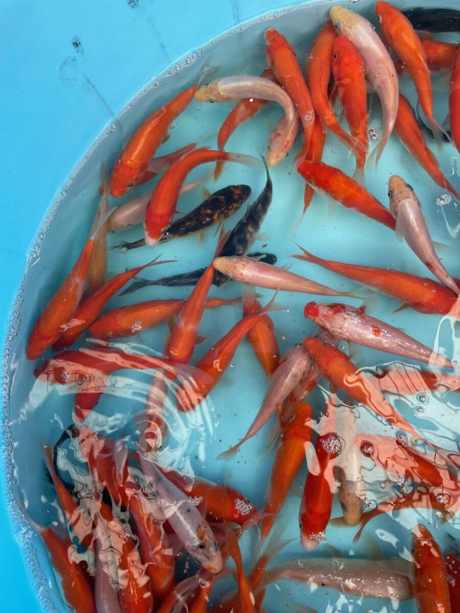 特価90☆錦鯉稚魚☆鯉仔　10ｃｍ前後　2Kg 130匹前後（大型魚、爬虫類の生餌　餌鯉　金魚すくい　子赤の代用）【松尾養魚場】生産者直送_画像3