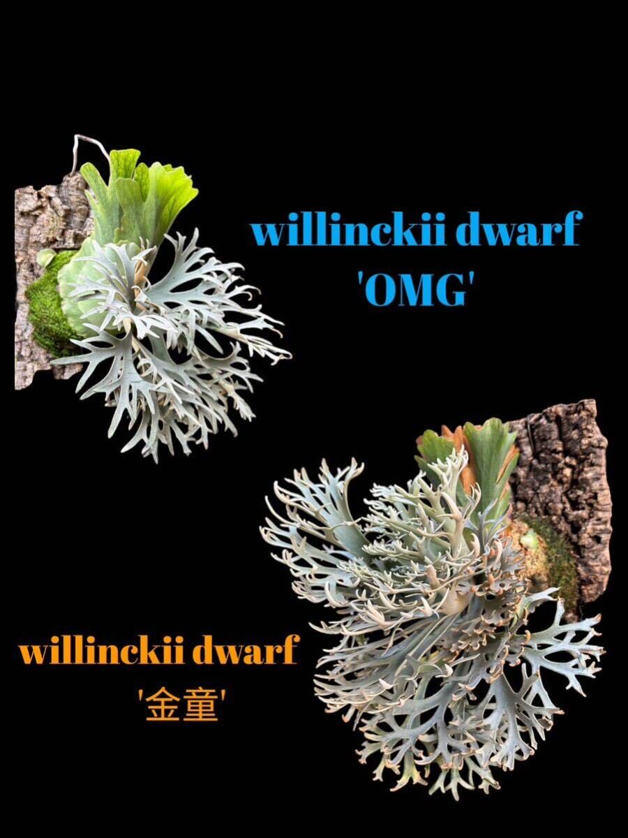 自家蒔き willinckii dwarf 'OMG' x '金童'ビカクシダ BB-G1【just platycerium】の画像1