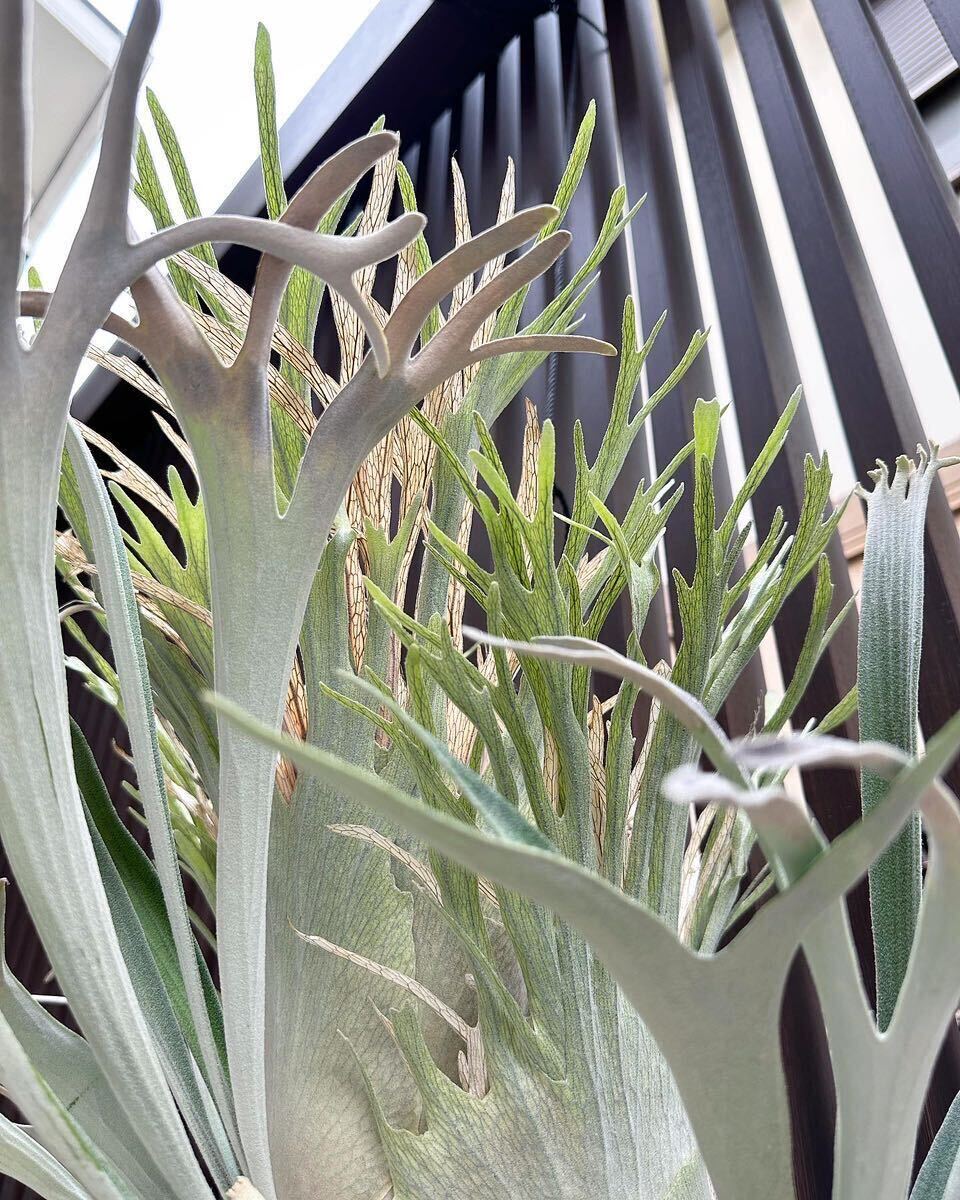 P.veitchii \'silver sarracenian\' [just platycerium] staghorn fern 