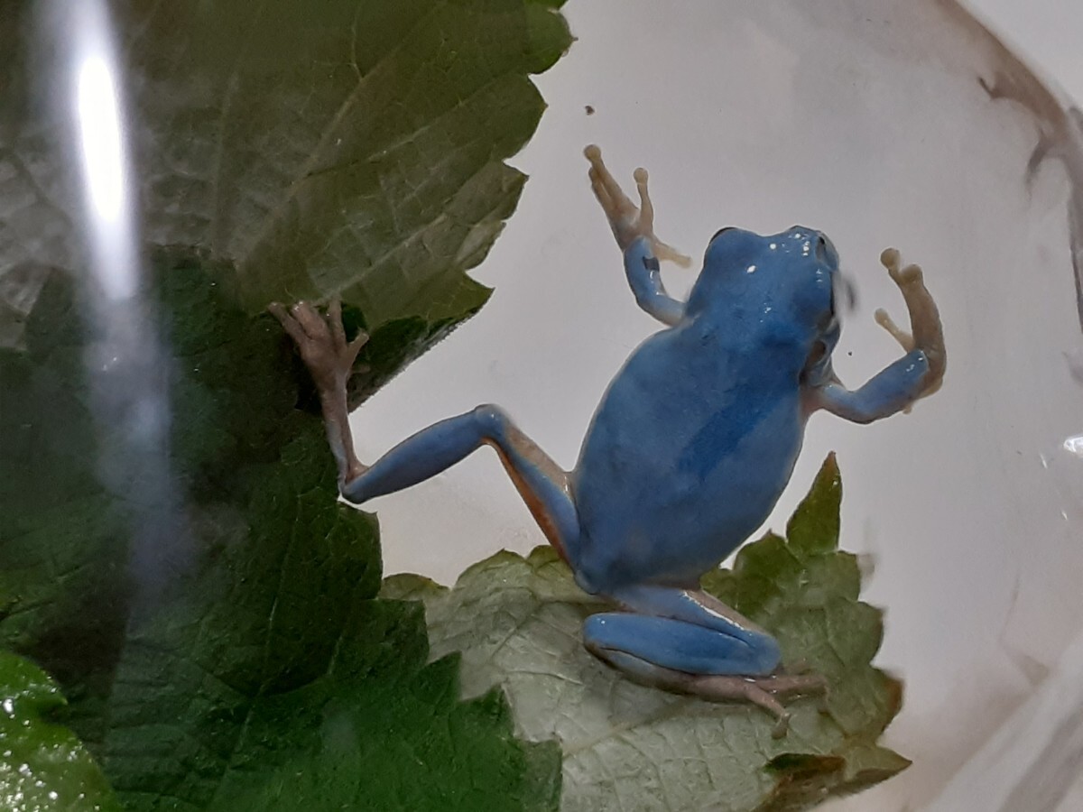 今年5匹目！ 高知県四万十川 天然アマガエル 水色・青色・ブルー あまがえるの画像8