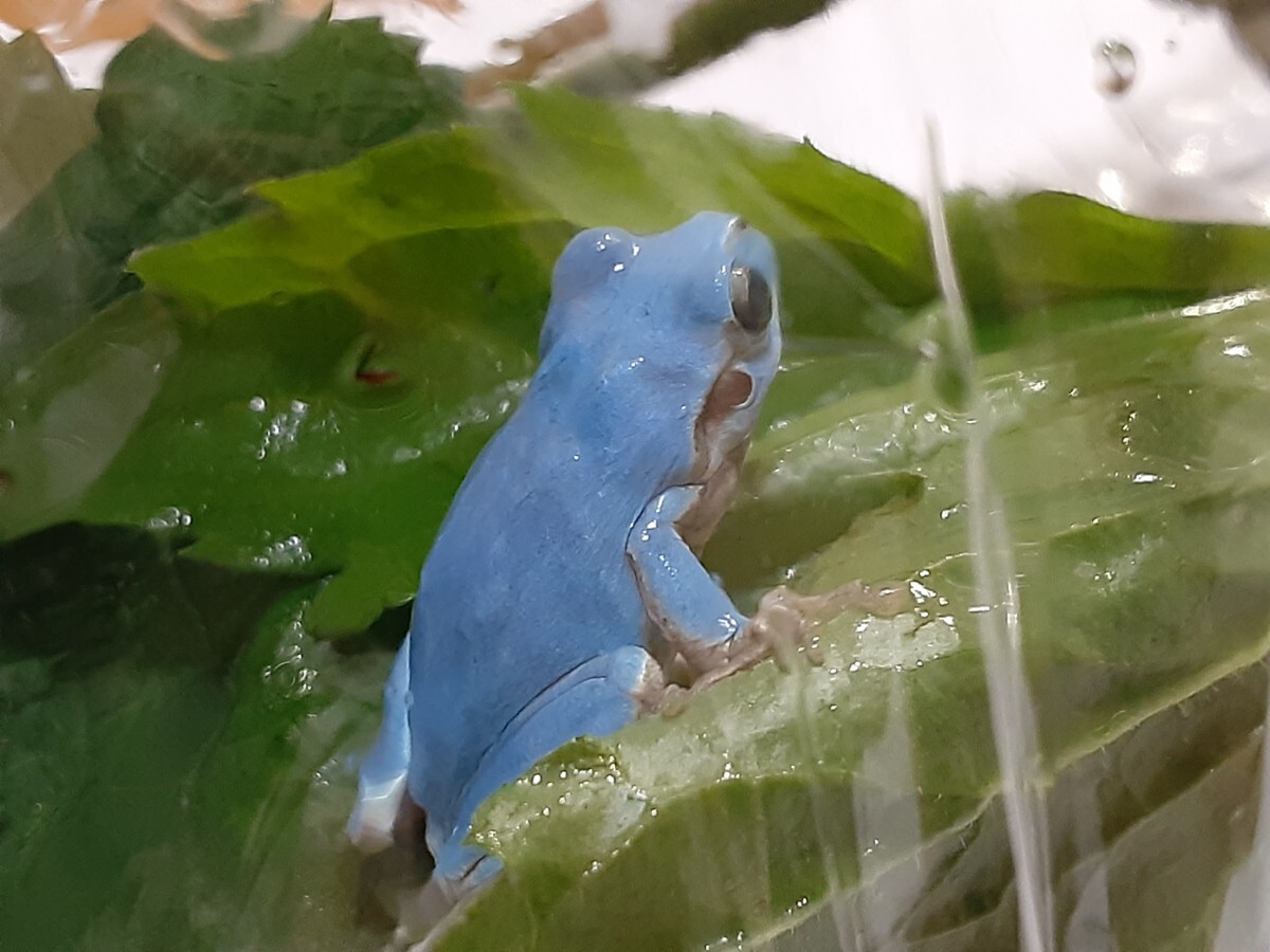 今年5匹目！ 高知県四万十川 天然アマガエル 水色・青色・ブルー あまがえるの画像10