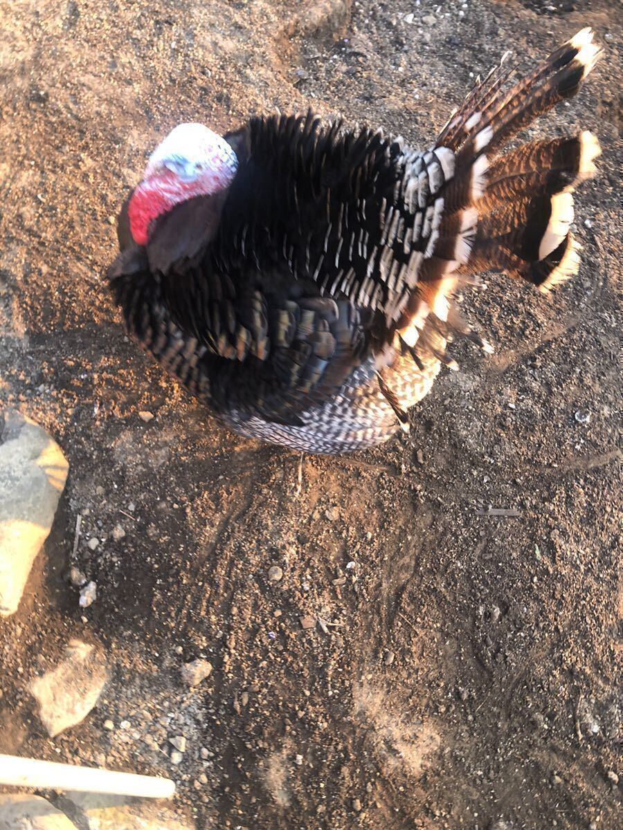 七面鳥　有精卵　1個　　放し飼い　平飼い　　　　　　_画像1