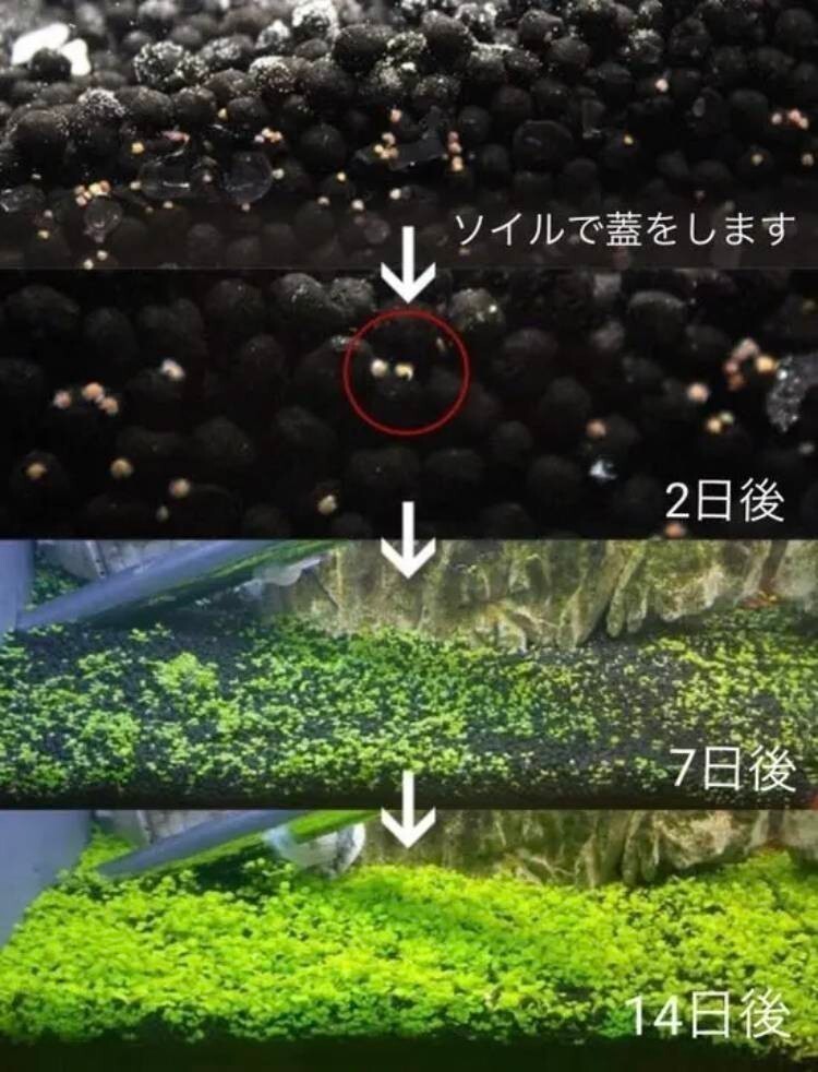 プランツシード 種から育てる水草 水草の種 小さい葉10gの画像2