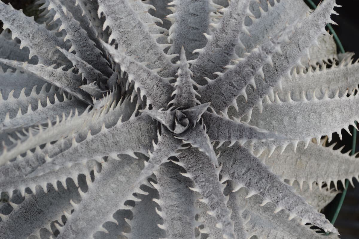 Dyckia ‘Avalanche’ (ディッキア アバランチ) 以下検索用 ブロメリア アガベ 多肉の画像2