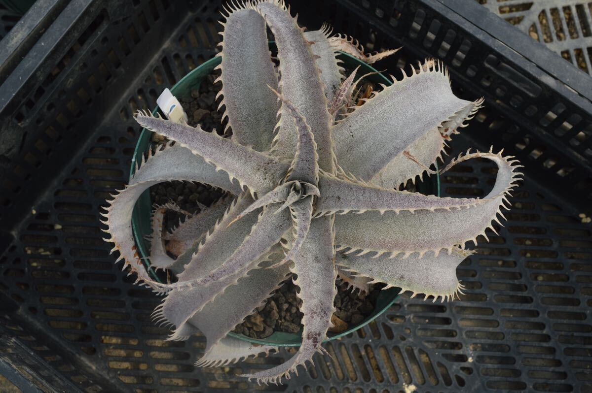 Dyckia ‘T-Rex’ (ディッキア ティーレックス) 以下検索用 ブロメリア アガベ 多肉の画像1