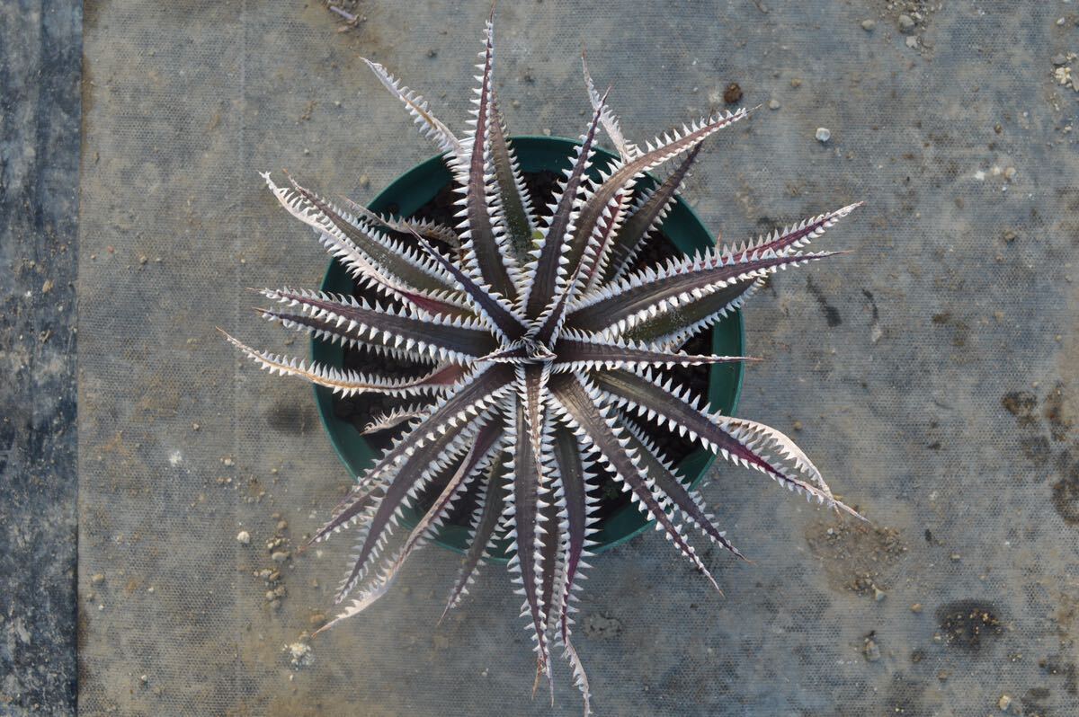 Dyckia ’obsidian’(ディッキア オブシディアン)以下検索用 ブロメリア アガベ 多肉の画像1