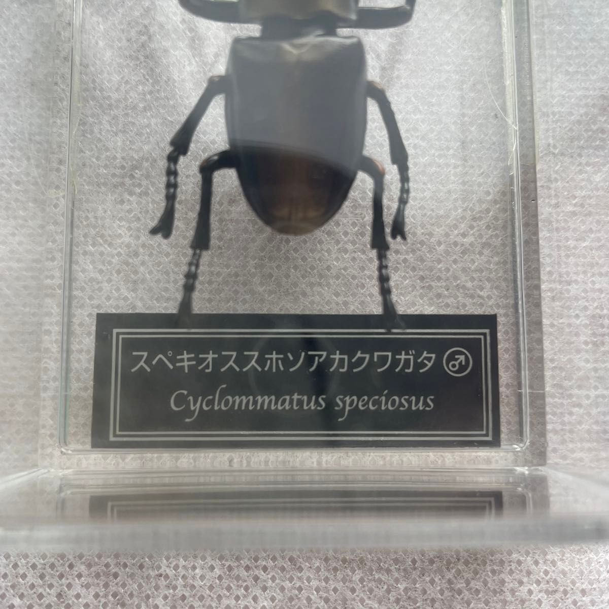 スペキオススホソアカクワガタ ディアゴスティーニ 世界の昆虫 フィギュア クワガタ 模型