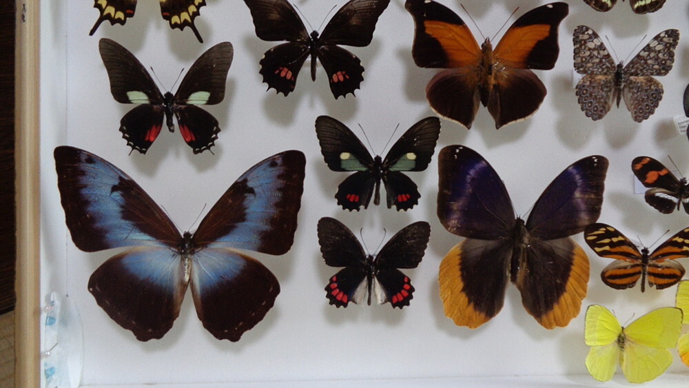 B01* South America production butterfly . pcs insertion . large specimen box ( Germany box )*