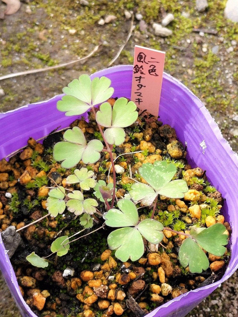 二色風鈴オダマキ　苗　１株　山野草　抜き苗