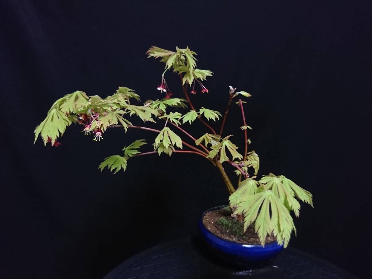 [bya расческа n]. лист [ Mai ..]|momiji[ Mike jak] высота дерева 24. shohin bonsai мини бонсай бонсай клен бонсай превосходный материалы No6-10