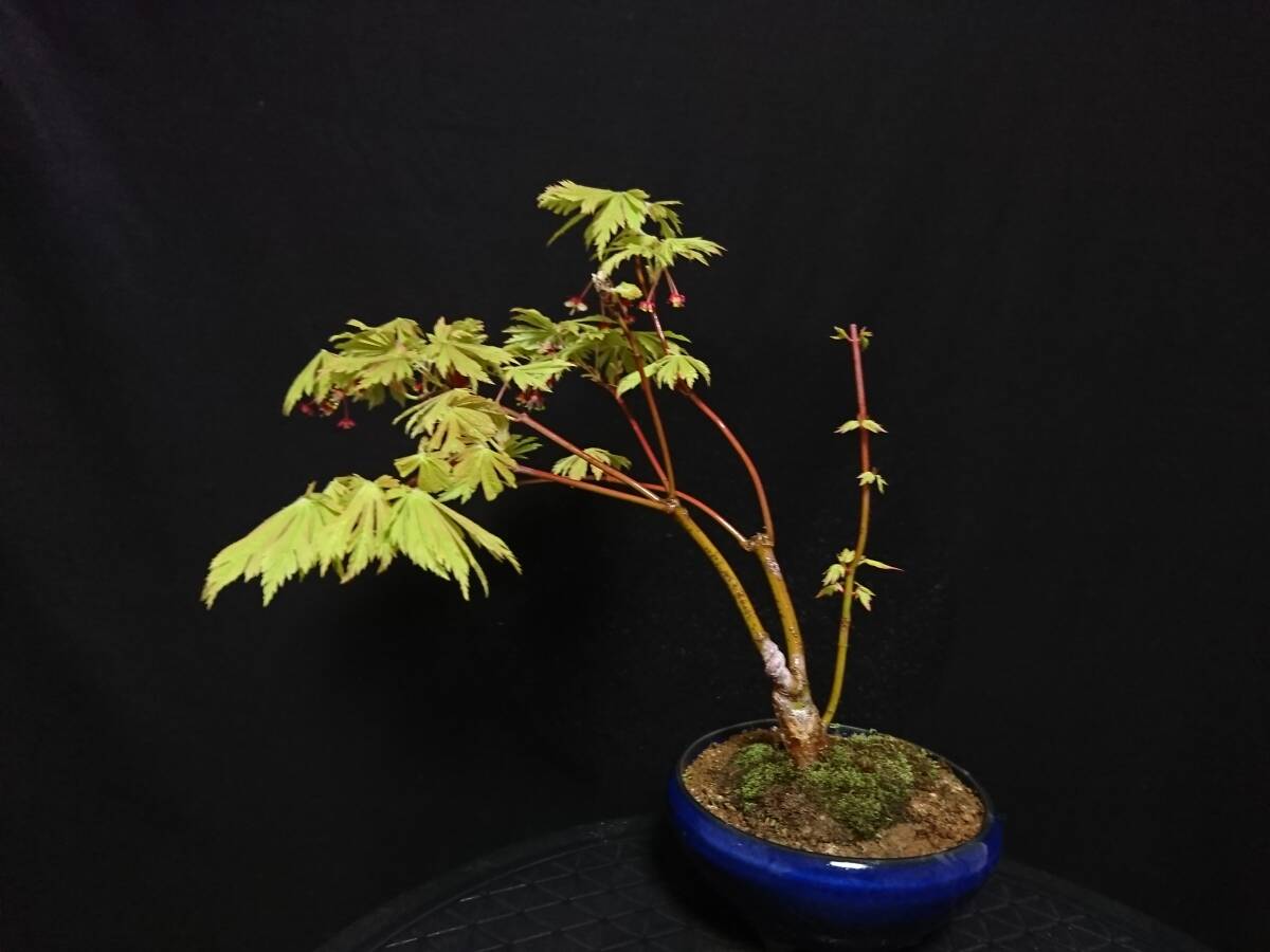 [bya расческа n]. лист [ Mai ..]|momiji[ Mike jak] высота дерева 24. shohin bonsai мини бонсай бонсай клен бонсай превосходный материалы No6-10