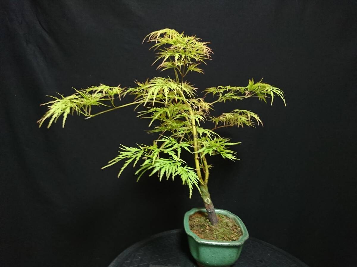 [bya comb n]. leaf [ blue branch shide .]|momiji[ blue sidare] height of tree 35. shohin bonsai mini bonsai maple bonsai excellent material No55-12