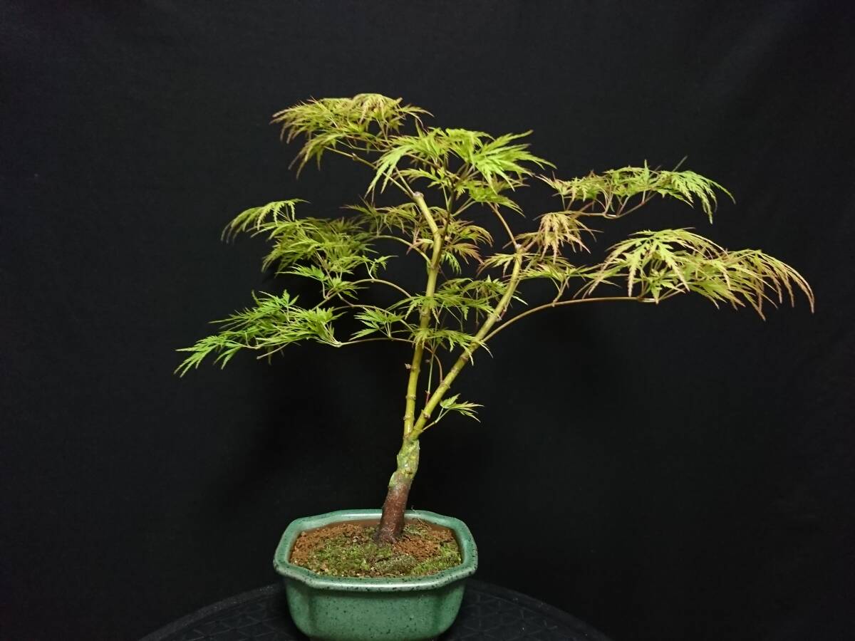 [bya comb n]. leaf [ blue branch shide .]|momiji[ blue sidare] height of tree 35. shohin bonsai mini bonsai maple bonsai excellent material No55-12