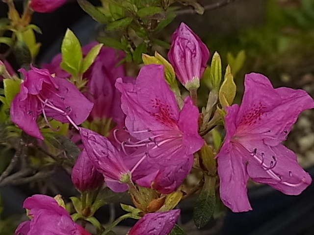 J3【元の助 ヤマツツジ交配】☆高山植物☆山野草☆盆栽☆ツツジの画像3